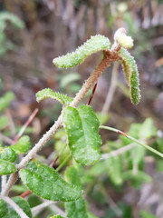 Correa reflexa scabridula