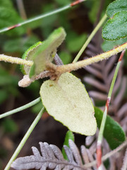 Correa reflexa scabridula