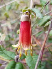 Correa reflexa scabridula