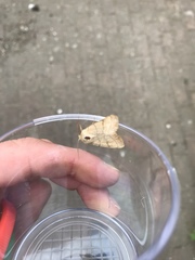 Charanyca trigrammica