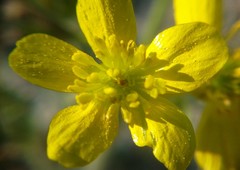 Ranunculus oxyspermus