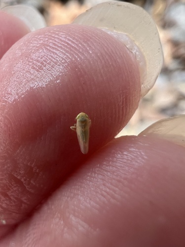 Beet Leafhopper photo 2