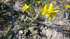 Ranunculus oxyspermus