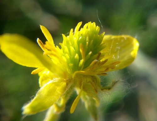 Ranunculus oxyspermus