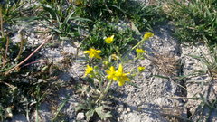 Ranunculus oxyspermus