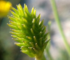 Ranunculus oxyspermus