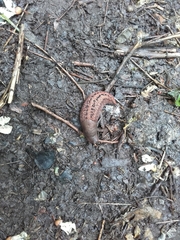 Limax dacampi