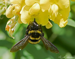 Xylocopa ghilianii
