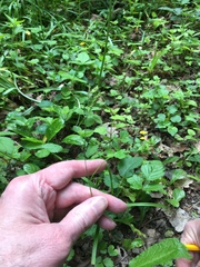 Carex sylvatica