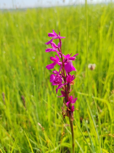 Image of Anacamptis palustris by (c) Ljaž, some rights reserved (CC BY)
