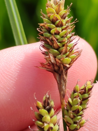 Image of Carex hartmaniorum by (c) Ljaž, some rights reserved (CC BY)