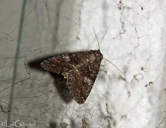 Condica illecta