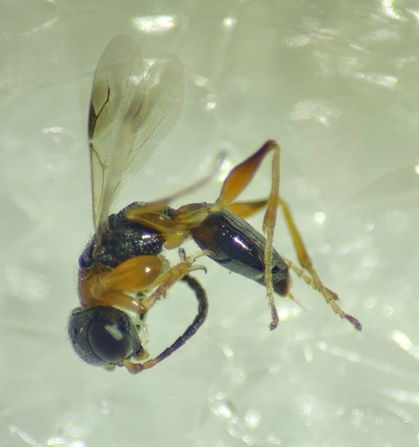 Anteon gaullei