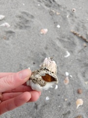 Notomegabalanus decorus