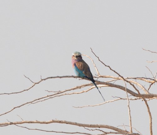 Lilac-breasted Roller