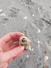 Notomegabalanus decorus