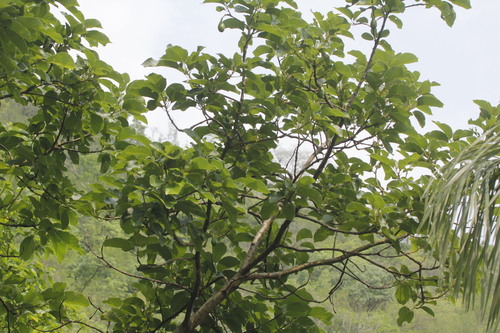 Persea schiedeana, photograph 5