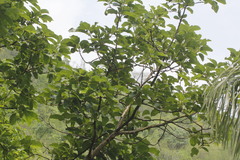 Persea schiedeana, photograph (c) Juan Cruzado Cortés, some rights reserved (CC BY-SA)