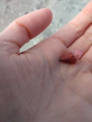 Micrelenchus purpureus