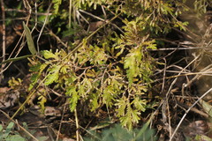 Selaginella harrisii