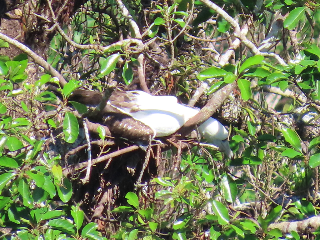Pale seabird resting among rainforest foliage