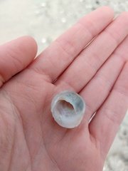 Sigapatella novaezelandiae