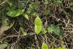 Passiflora sexocellata
