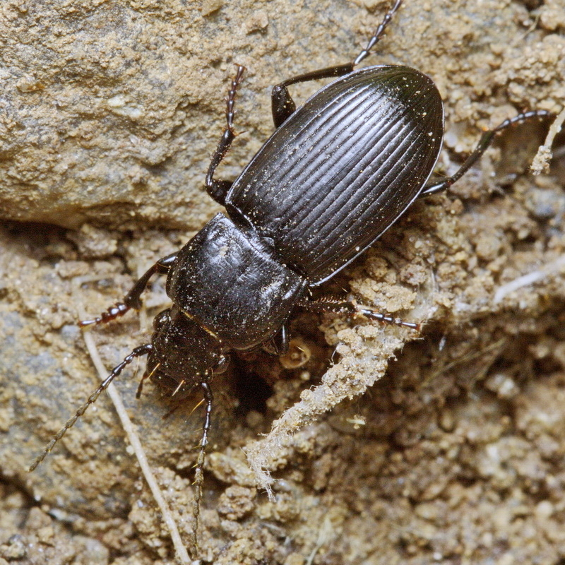 Pterostichus caucasicus