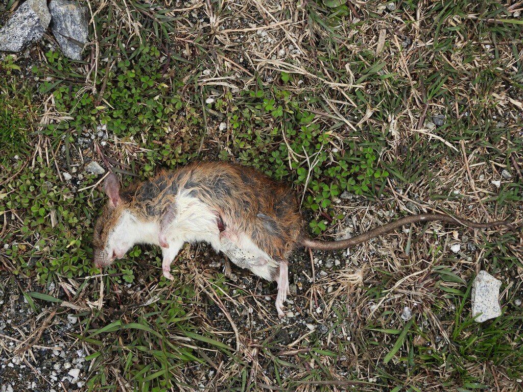 Tree Rats Indo Indochinese Forest Rat from Jang 790105 on March 28, 2024 at 04:46 AM ...