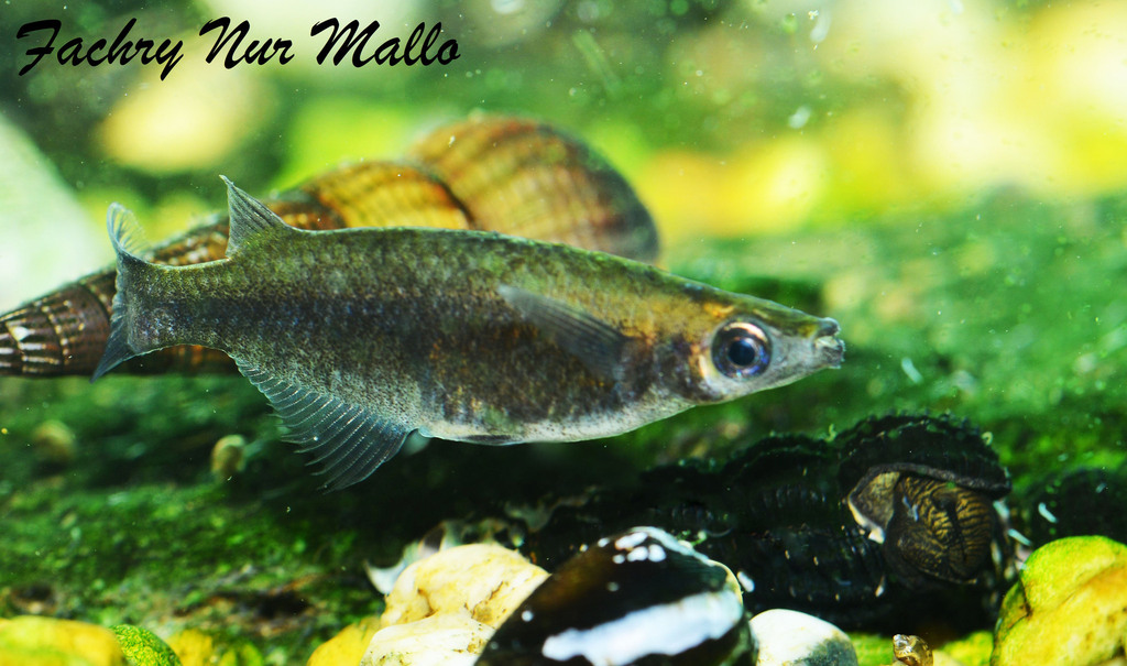 Nebulous Ricefish
