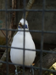 Leucopsar rothschildi