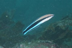 Aspidontus taeniatus