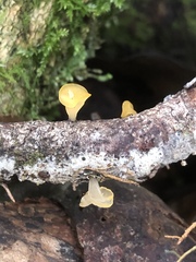 Heterotextus miltinus