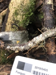 Heterotextus miltinus