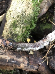 Heterotextus miltinus
