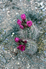 Sclerocactus polyancistrus