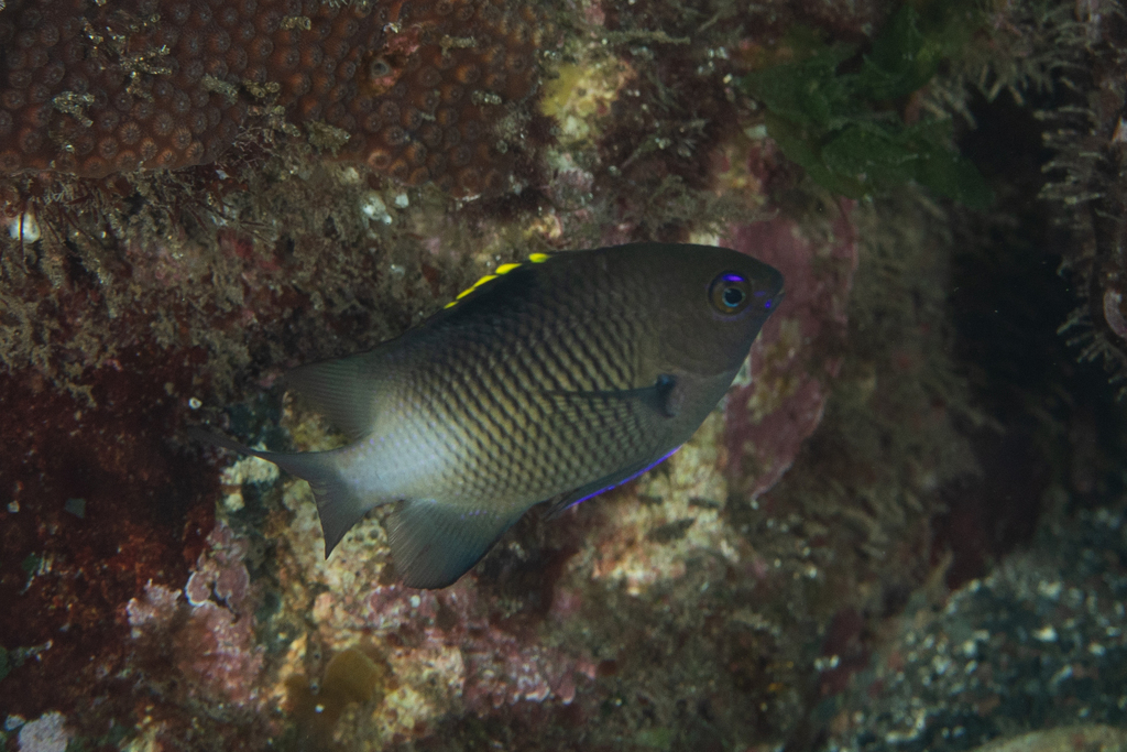 Pacific gregory (Stegastes fasciolatus) — Pomacentridae