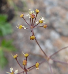 Dracosciadium saniculifolium