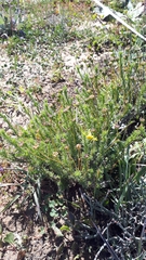 Euryops virgatus