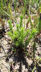 Euryops virgatus