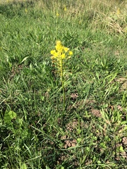 Bulbine abyssinica