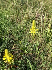 Bulbine abyssinica