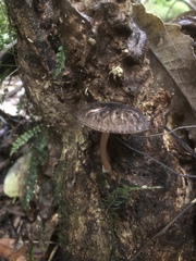 Pluteus perroseus