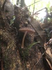 Pluteus perroseus