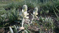 Hedysarum candidum
