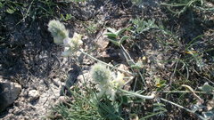 Hedysarum candidum