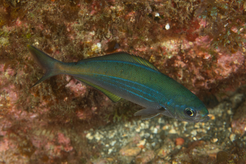 Blue knifefish (Labracoglossa nitida) — Kyphosidae
