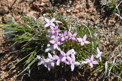 Houstonia rubra
