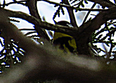 Setophaga magnolia image