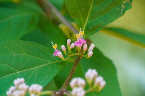 Image of Callicarpa japonica by (c) WATANABE Hitoshi 渡辺仁, some rights reserved (CC BY)